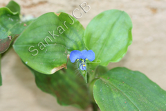 Commelina benghalensis